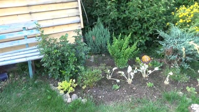 Я была только набегами на даче ,собирала огурцы , помидоры и поливала когда давали воду .