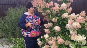 Гортензия Фантом