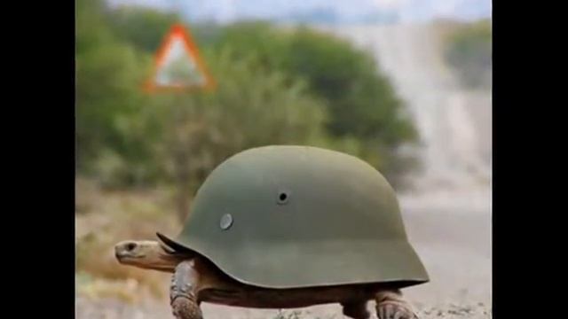 жизнь животных смотреть онлайн