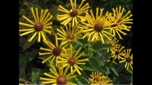 Рудбекия.  Красивые, неприхотливые виды и сорта