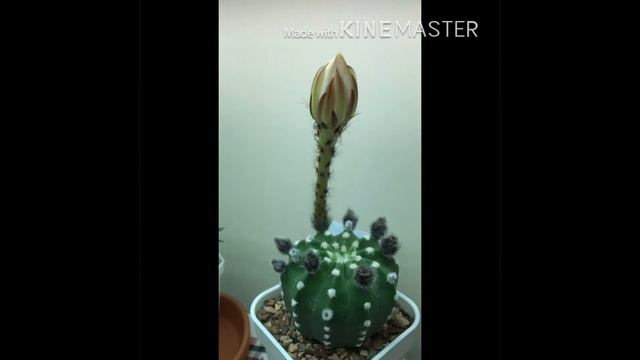 New!! Echinopsis Subdenudata Blooming + Time Lapse
