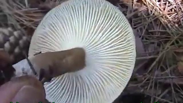 Hygrophorus camarophyllus смотреть онлайн