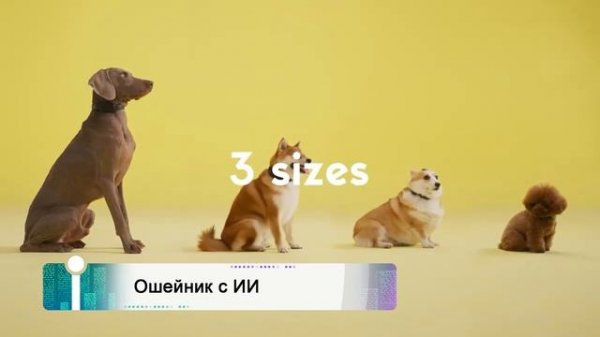 iNews: что умеет ошейник с ИИ?
