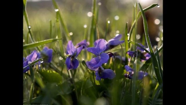 Flëur - Черта смотреть онлайн