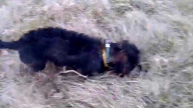 Dachshund wirehaired miniature rolling barrels смотреть онлайн