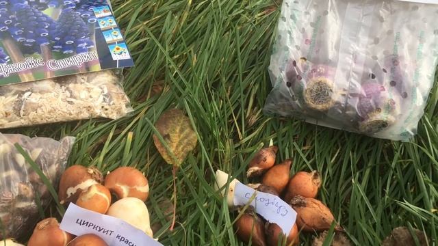 ТЮЛЬПАНЫ на моей даче : ОТ ЛУКОВИЦ и посадки осенью ДО ЦВЕТЕНИЯ весной смотреть онлайн