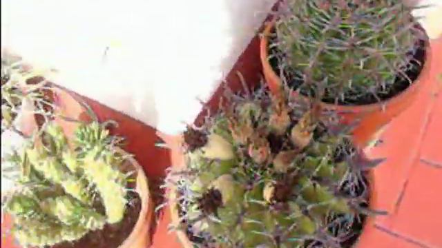 Yamal Cactus Septiembre 2002 смотреть онлайн