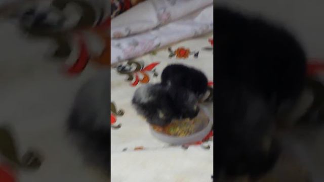 Мои маленькие друзья смотреть онлайн