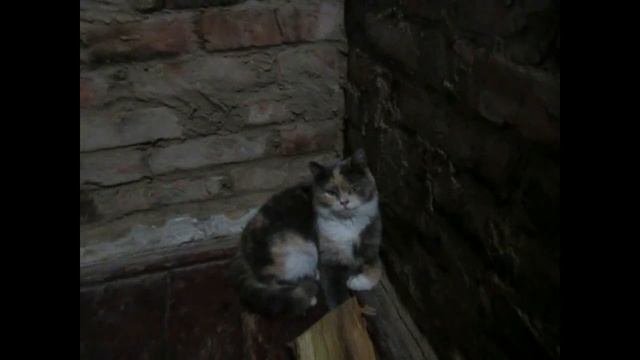 Обзор Подовой отопительно варочной печи с духовкой и хлебной камерой смотреть онлайн