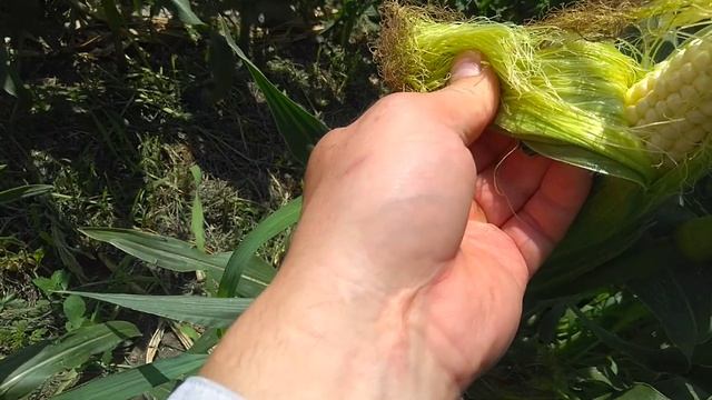 Сладкая кукуруза,смотрим первый початок!!!!! смотреть онлайн