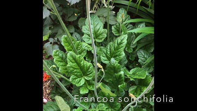 Daniel Sparler and Francoa sonchifolia or Chilean bridal wreath - NHS Board Members Present смотреть онлайн