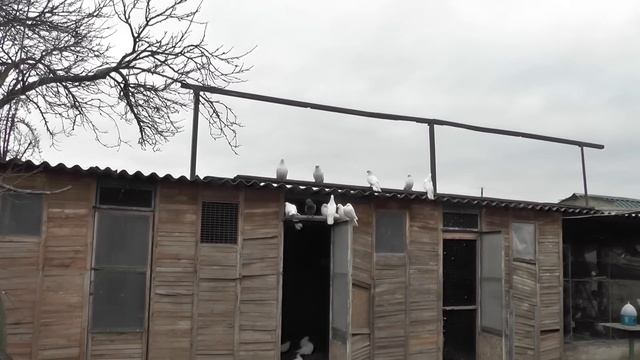 Уважаемые ,первый день выпуск белых голубей.... смотреть онлайн