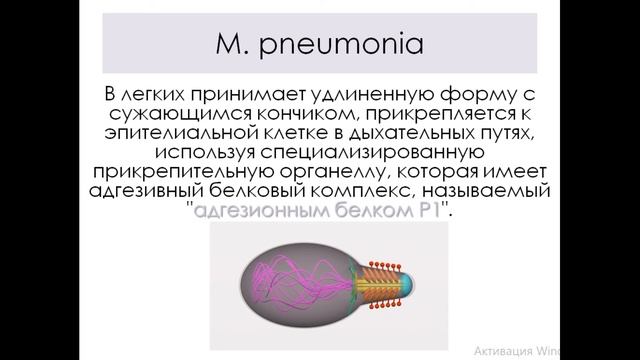 МИКОПЛАЗМЫ. MYCOPLASMA PNEUMONIAE. МИКОПЛАЗМЕННАЯ (АТИПИЧНАЯ) ПНЕВМОНИЯ.