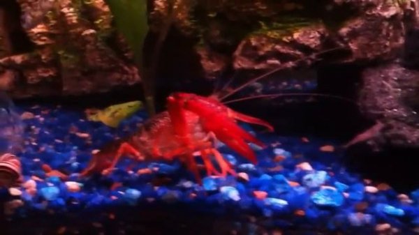 Lobster kills puffer fish time 3:55 in