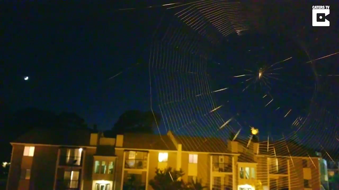 Плетение паутины. Таймлапс смотреть онлайн