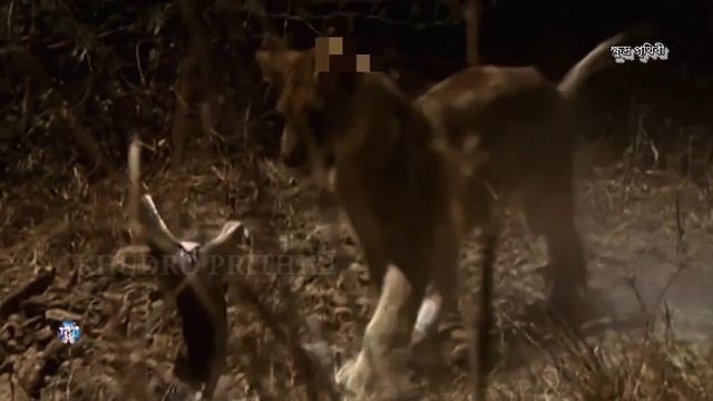 A leopard can't escape a brutal python attack while stealing its baby eggs Animal World смотреть онлайн