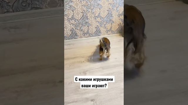 #dog #собаки #top #music #дискотека смотреть онлайн