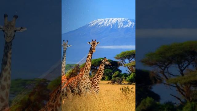 Самые высокие вулканы каждого материка смотреть онлайн