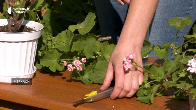 Пеларгонія — не герань смотреть онлайн