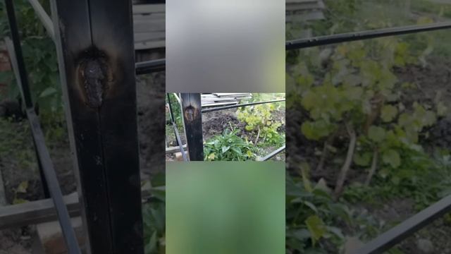 Садовая энциклопедия