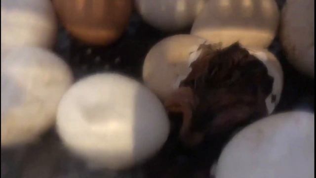 Voorjaar Poolster смотреть онлайн