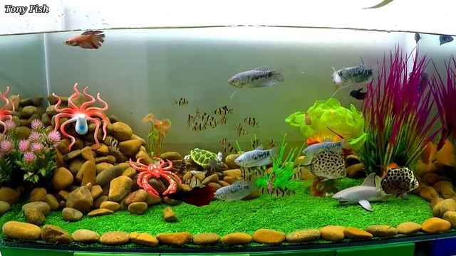 Colorful Aquarium For Cute Underwater Animals, Sharks, Clownfish, Goldfish, Betta, Turtle, Frog,Cra смотреть онлайн