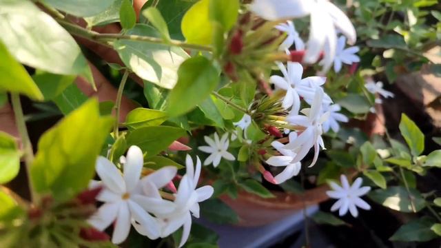 Easy to grow 6 winter plants .এই ৬ টি গাছ শীতে বিনা যত্নে আপনাকে সহজেই প্রচুর ফুল দেবে। смотреть онлайн