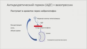 Эндокринная система (часть 2). Регуляция секреции гормонов