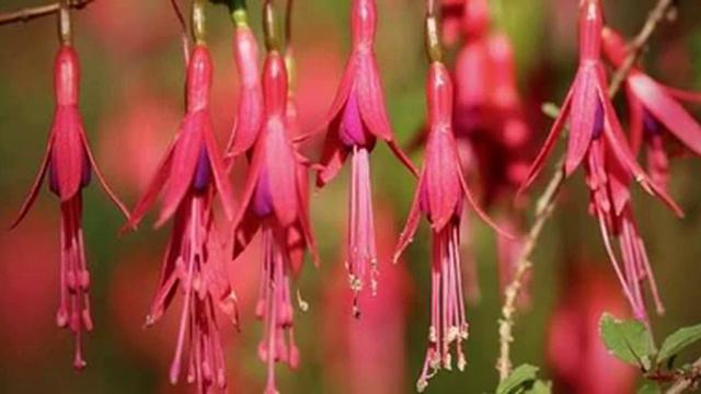 Fuchsia prices latest, global prices today - 2022/2023 смотреть онлайн