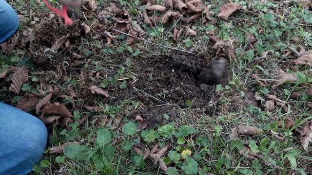Minelab Gold Monster 1000