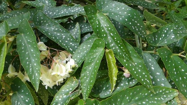 Begonia ´Tamaya´