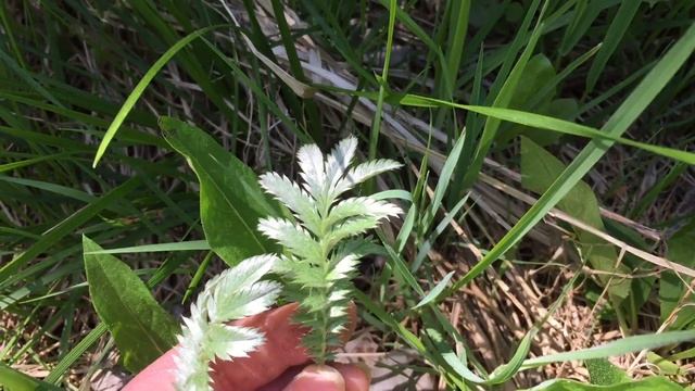 Немного о СЪЕДОБНЫХ ЦВЕТАХ. Цветочная кулинария.