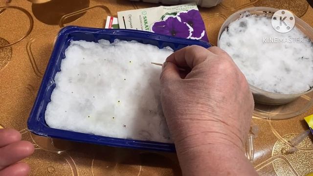 Как ПОСАДИТЬ и вырастить ПЕТУНИЮ из СЕМЯН.( часть 1) смотреть онлайн