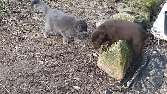 Щенок лабрадора и кошка смотреть онлайн