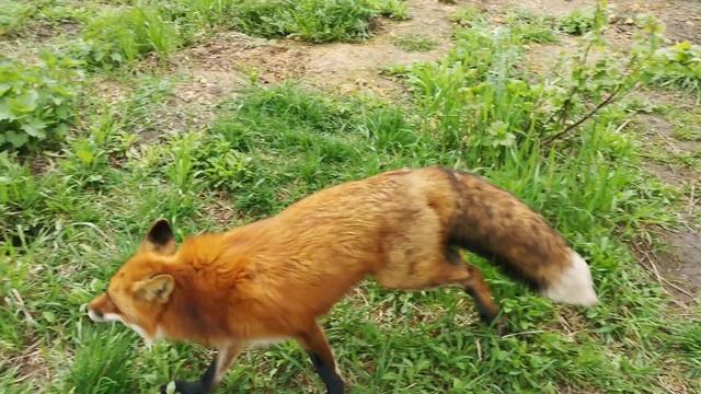 Лис Альф переехал ? Alf The Fox Goes Outside