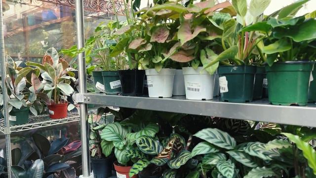 Searching for wishlist plants 🪴 rare plants in San Francisco, CA смотреть онлайн