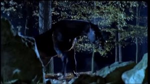 Радости и печали маленького лорда