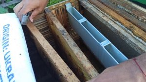 Однорамочные отводки набирают силу. Как сделать отводок пчел на пасеке