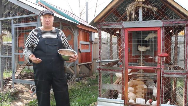 САМАЯ ВРЕДНАЯ КРУПА ДЛЯ ЦЫПЛЯТ! смотреть онлайн