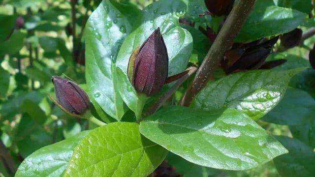 Amazing And Most Beautiful Calycanthus Flowers Pictures