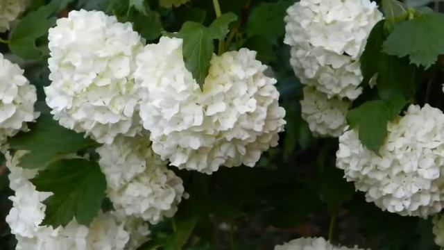 Ошо - Упражнение Тратак! смотреть онлайн