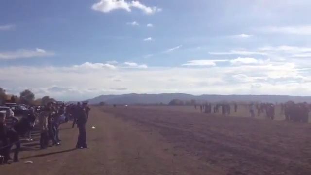 кобыла англо-араб смотреть онлайн