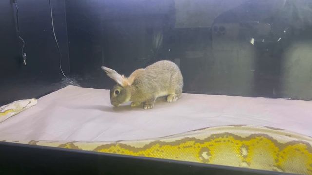 Orange Glow Motley Retic “Afeni” Eats XL Rabbit? ?| ⚠️Warning Live Feeding⚠️ смотреть онлайн