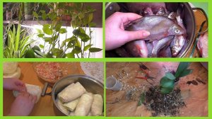 Устроила себе выходной круче будней! Достали телецыгане! Традесканция на черенки. Голубцы домашние.