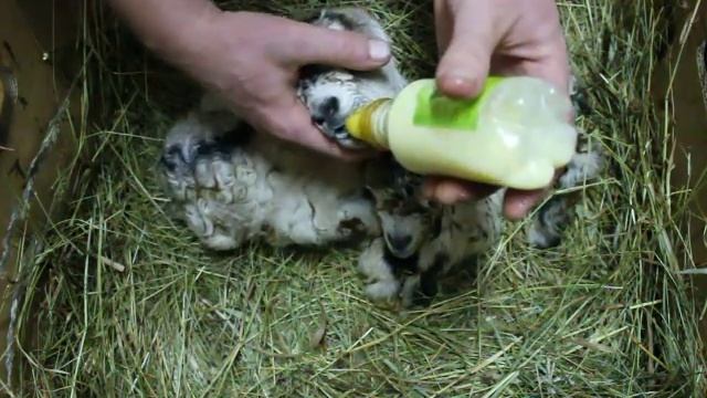 Первое кормление родившихся козлят
