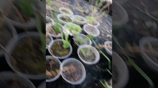 таксодиумы 1 год смотреть онлайн