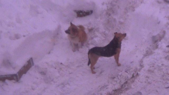 Снегопад, розовый вечер, Нюрка. 15 дек 2022 смотреть онлайн