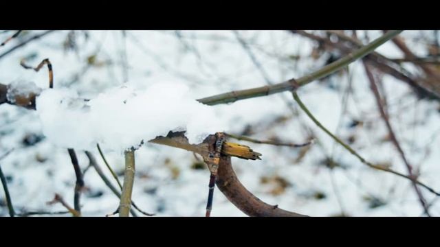 Nikon D5300 + kit Nikon AF-P 18-55 VR 2 смотреть онлайн