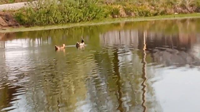 Секрет богатого урожая тыквы на Урале. смотреть онлайн