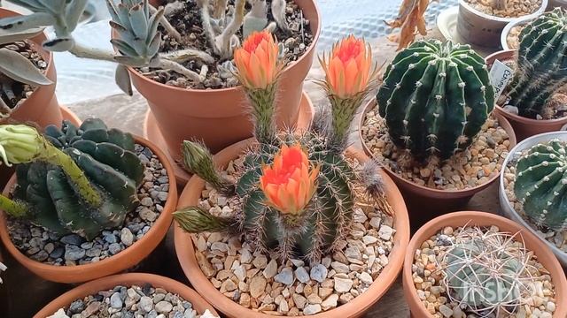 6?Цветущие Кактусы и Сукуленты #кактусы #cactusblooming смотреть онлайн